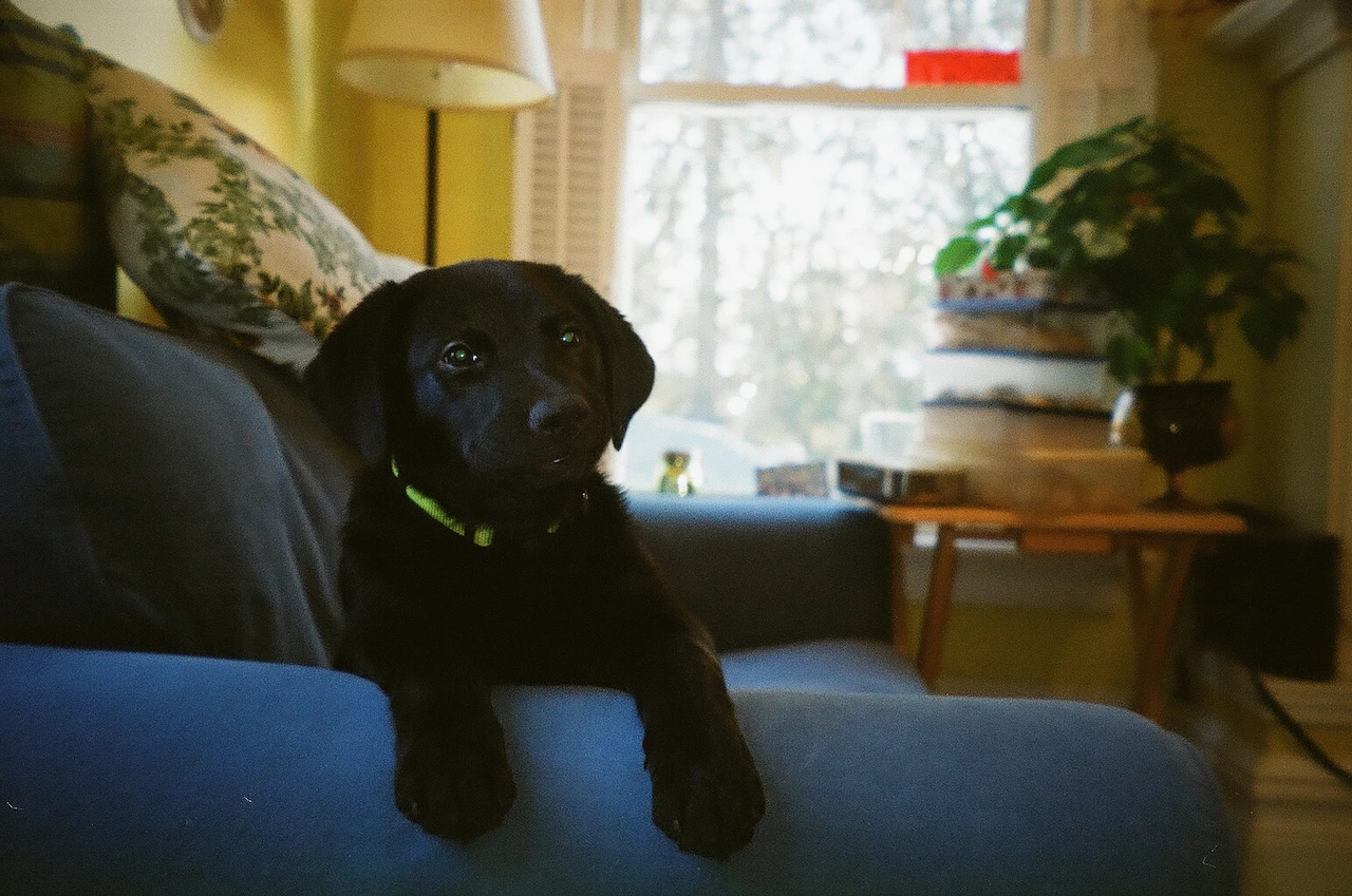 A black cat resting on a blue chair beside a bright window