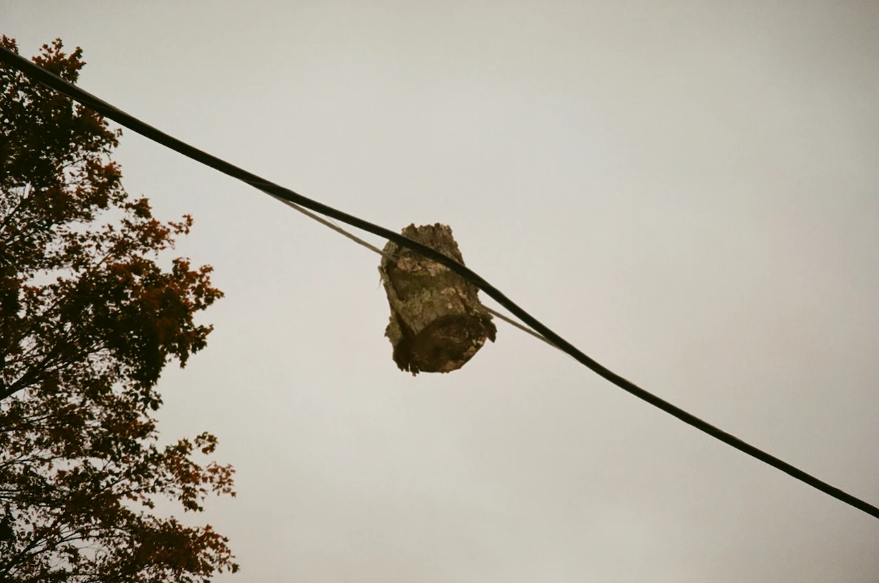 A single streetlight suspended from a wire between tree branches