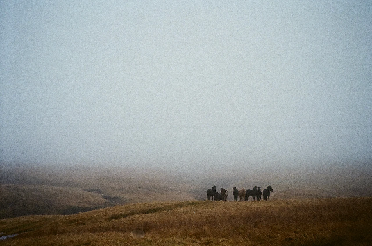 A small herd of horses gathered on a brown ridge beneath dense mist