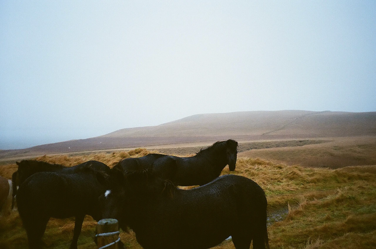Dark horses standing together on an open treeless moor