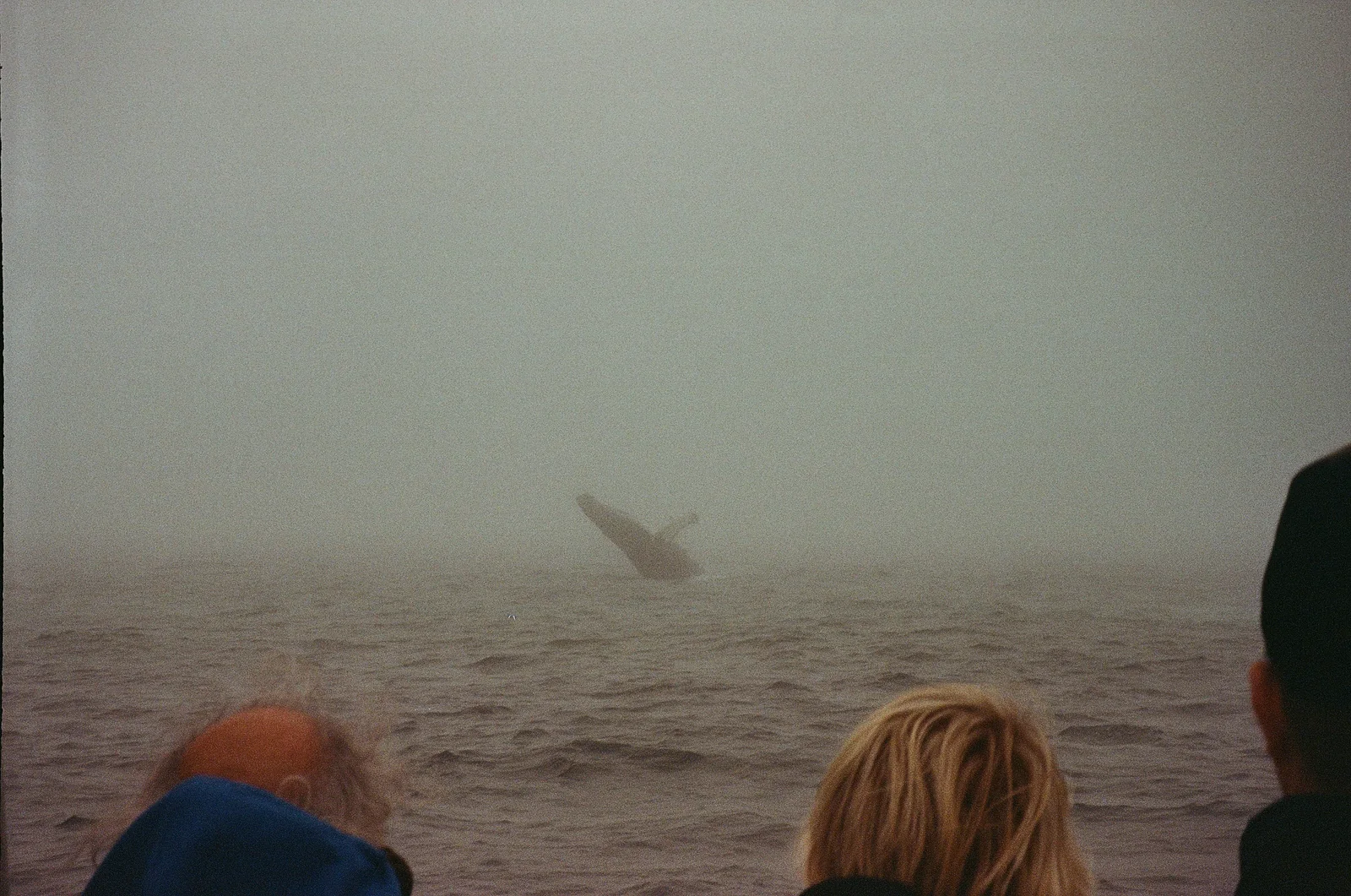 A whale tail disappearing into foggy water before anonymous onlookers