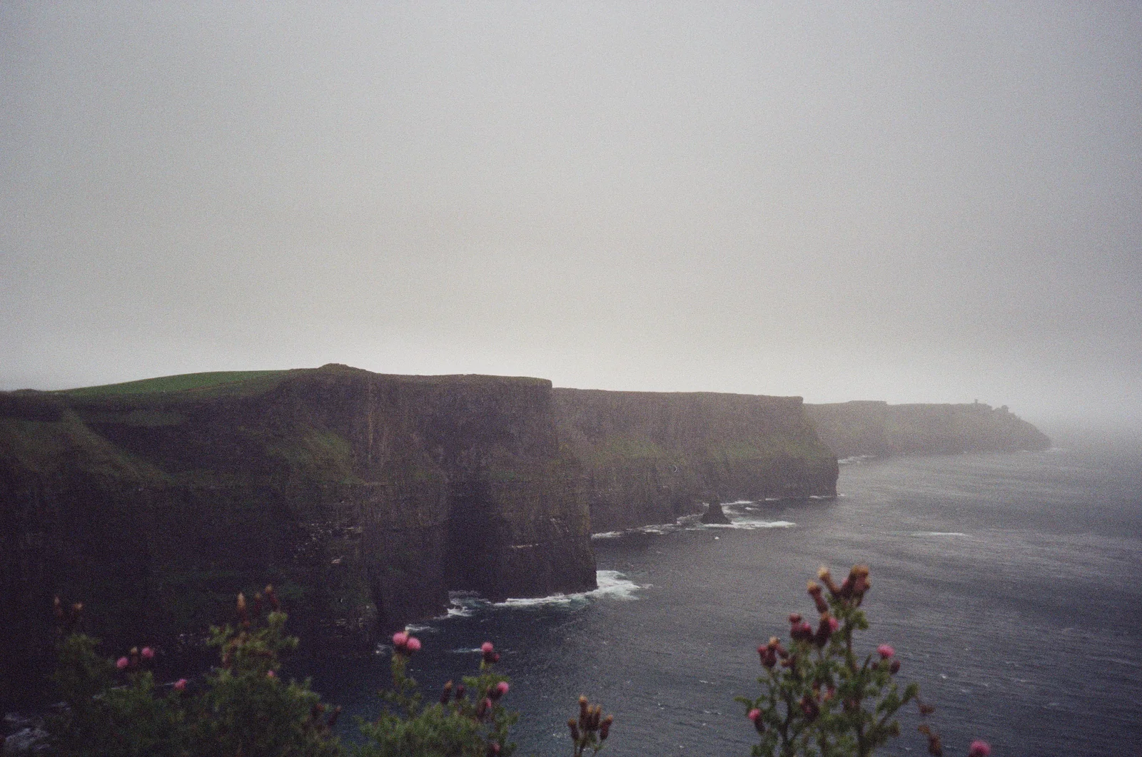 Wildflowers overlooking misty cliffs along a rugged coast