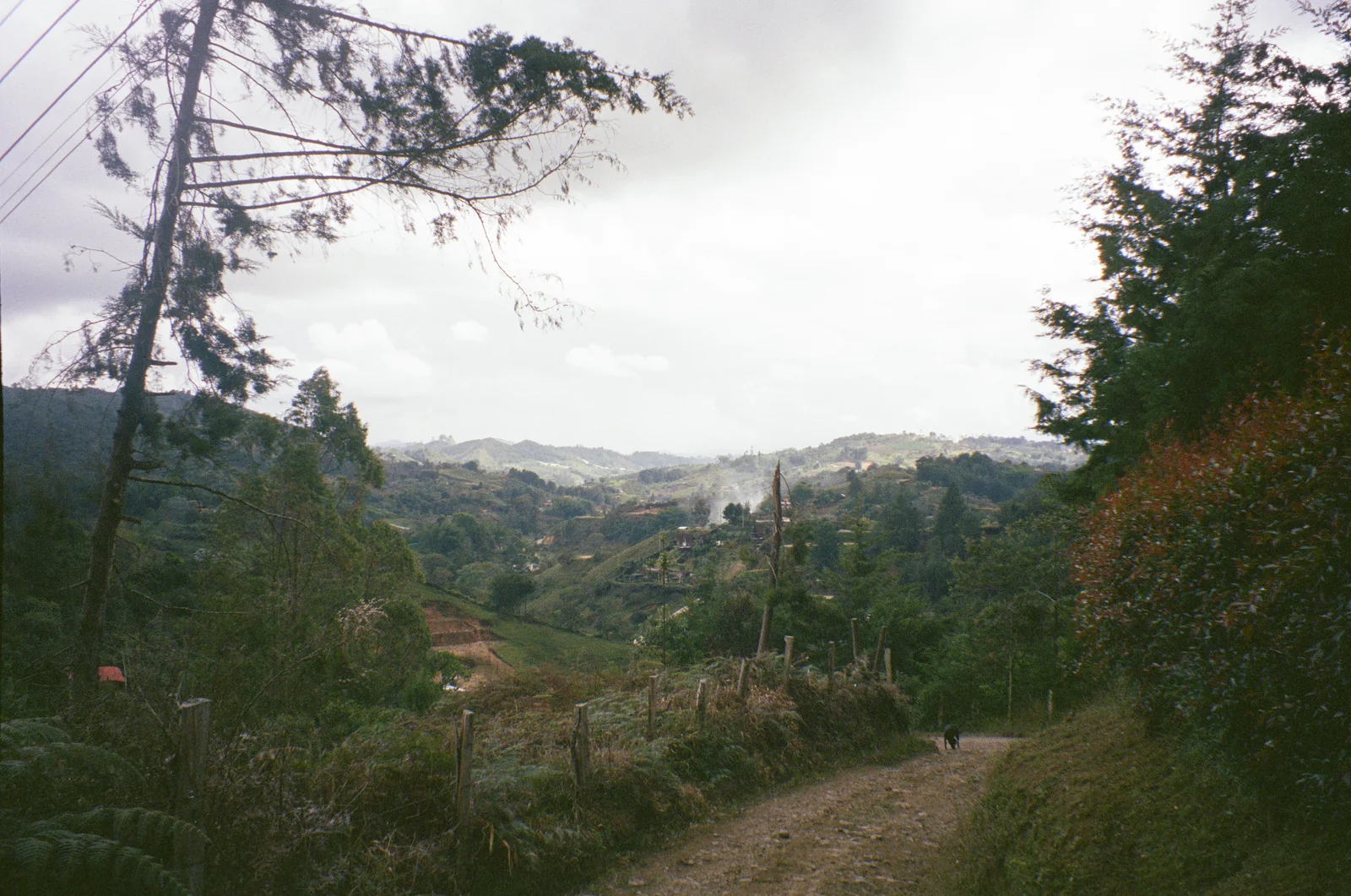 A tree-lined hillside path overlooking a dense green city